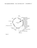 FAD2 PERFORMANCE LOCI AND CORRESPONDING TARGET SITE SPECIFIC BINDING     PROTEINS CAPABLE OF INDUCING TARGETED BREAKS diagram and image