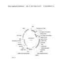 FAD2 PERFORMANCE LOCI AND CORRESPONDING TARGET SITE SPECIFIC BINDING     PROTEINS CAPABLE OF INDUCING TARGETED BREAKS diagram and image