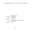 ENGINEERED TRANSGENE INTEGRATION PLATFORM (ETIP) FOR GENE TARGETING AND     TRAIT STACKING diagram and image