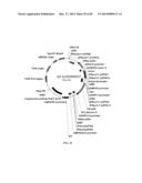 ENGINEERED TRANSGENE INTEGRATION PLATFORM (ETIP) FOR GENE TARGETING AND     TRAIT STACKING diagram and image