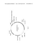 ENGINEERED TRANSGENE INTEGRATION PLATFORM (ETIP) FOR GENE TARGETING AND     TRAIT STACKING diagram and image