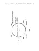 ENGINEERED TRANSGENE INTEGRATION PLATFORM (ETIP) FOR GENE TARGETING AND     TRAIT STACKING diagram and image