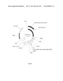 ENGINEERED TRANSGENE INTEGRATION PLATFORM (ETIP) FOR GENE TARGETING AND     TRAIT STACKING diagram and image