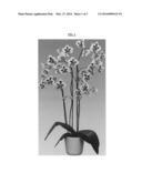 Phalaenopsis orchid plant named  Dixie Dot  diagram and image