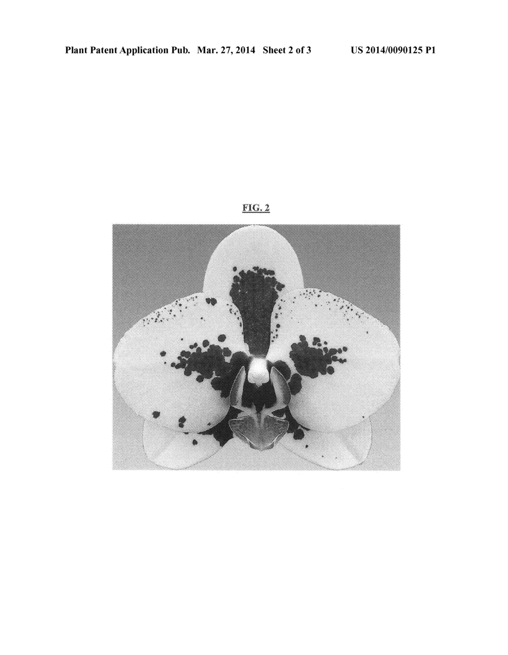 Phalaenopsis orchid plant named 'Dixie Dot' - diagram, schematic, and image 05
