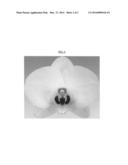 Phalaenopsis orchid plant named  169431  diagram and image
