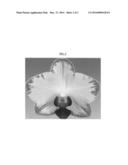 Phalaenopsis orchid plant named  170430  diagram and image