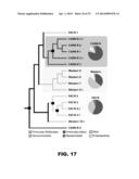 GUT MICROBIOME AS A BIOMARKER AND THERAPEUTIC TARGET FOR TREATING OBESITY     OR AN OBESITY RELATED DISORDER diagram and image