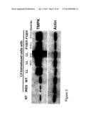 THYMIDYLATE KINASE FUSIONS AND USES THEREOF diagram and image