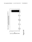 THYMIDYLATE KINASE FUSIONS AND USES THEREOF diagram and image