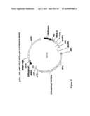 THYMIDYLATE KINASE FUSIONS AND USES THEREOF diagram and image