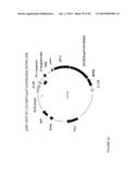 THYMIDYLATE KINASE FUSIONS AND USES THEREOF diagram and image