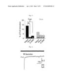 GLUTAMATE RELEASE FROM ASTROCYTE diagram and image