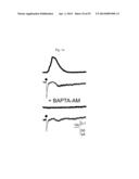 GLUTAMATE RELEASE FROM ASTROCYTE diagram and image