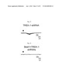 GLUTAMATE RELEASE FROM ASTROCYTE diagram and image