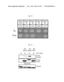 GLUTAMATE RELEASE FROM ASTROCYTE diagram and image