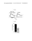 GLUTAMATE RELEASE FROM ASTROCYTE diagram and image