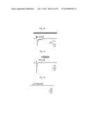 GLUTAMATE RELEASE FROM ASTROCYTE diagram and image