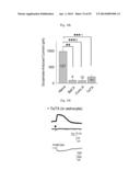 GLUTAMATE RELEASE FROM ASTROCYTE diagram and image