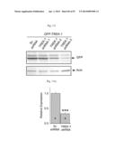 GLUTAMATE RELEASE FROM ASTROCYTE diagram and image