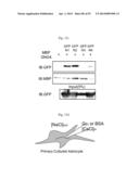 GLUTAMATE RELEASE FROM ASTROCYTE diagram and image