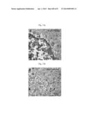 GLUTAMATE RELEASE FROM ASTROCYTE diagram and image