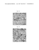 GLUTAMATE RELEASE FROM ASTROCYTE diagram and image