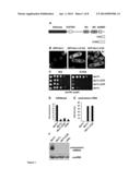 ANTI-FUNGAL-AGENTS diagram and image