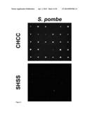 ANTI-FUNGAL-AGENTS diagram and image