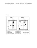 MAGEA3 BINDING ANTIBODIES diagram and image