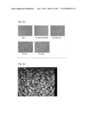 PROCESS OF AFOD AND AFCC AND MANUFACTURING AND PURIFICATION PROCESSES OF     PROTEINS diagram and image