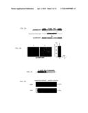 METHOD OF ANAEROBIC TISSUE-TARGETED GENE EXPRESSION INITIATED BY ALCOHOL     DEHYDROGENASE PROMOTER AND THE APPLICATION THEREOF diagram and image