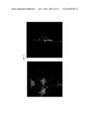 FLUORESCENT PROBES FOR MONITORING VOLTAGE BY PHOTO-INDUCED ELECTRON     TRANSFER diagram and image