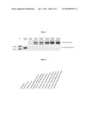 METHOD FOR CULTURING MYCOPLASMA CONTAMINATION-FREE CELLS AND METHOD FOR     REMOVING MYCOPLASMA CONTAMINATION OF CELLS diagram and image