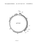 EXPRESSION SYSTEMS AND METHODS OF PRODUCING SPIDER SILK PROTEINS diagram and image