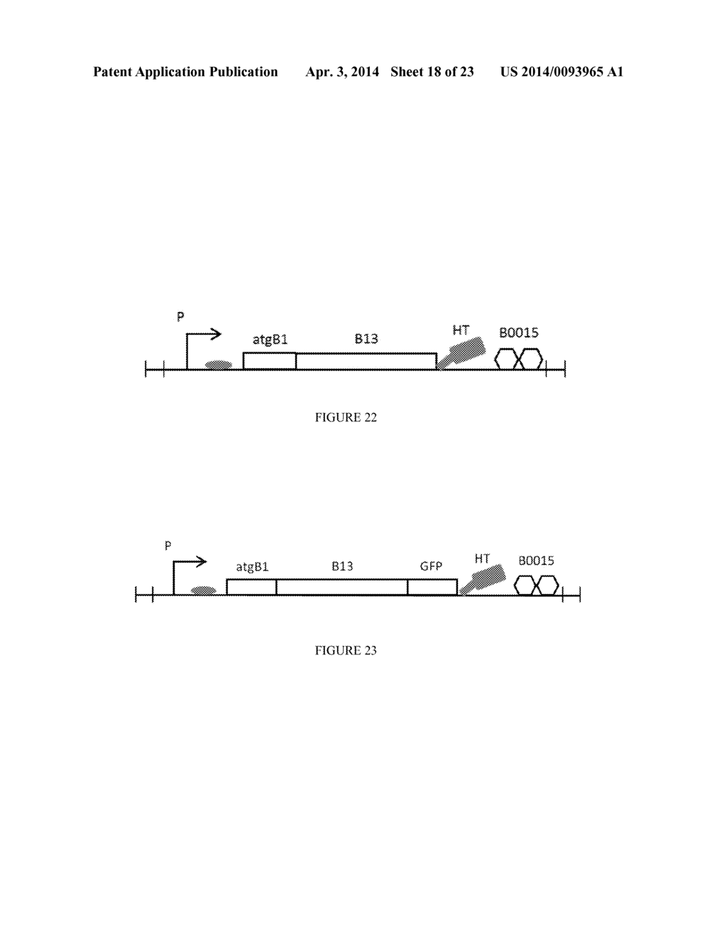 EXPRESSION SYSTEMS AND METHODS OF PRODUCING SPIDER SILK PROTEINS - diagram, schematic, and image 19