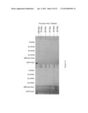 EXPRESSION SYSTEMS AND METHODS OF PRODUCING SPIDER SILK PROTEINS diagram and image