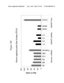 siRNA Targeting TIE-2 diagram and image