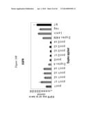 siRNA Targeting TIE-2 diagram and image