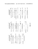 siRNA Targeting TIE-2 diagram and image