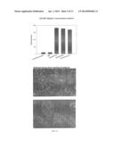 METHODS AND REAGENTS FOR EFFICIENT AND TARGETED DELIVERY OF THERAPEUTIC     MOLECULES TO CXCR4 CELLS diagram and image