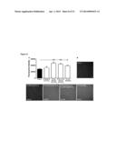 HIGH-AFFINITY, DIMERIC INHIBITORS OF PSD-95 AS EFFICIENT NEUROPROTECTANTS     AGAINST ISCHEMIC BRAIN DAMAGE AND FOR TREATMENT OF PAIN diagram and image