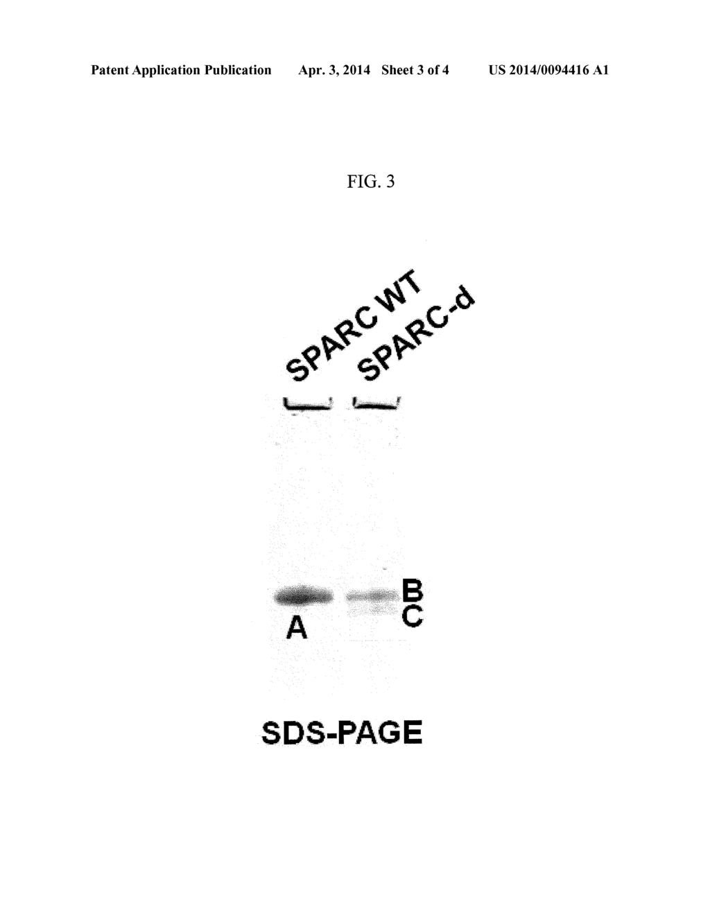 SPARC ANGIOGENIC DOMAIN AND METHODS OF USE - diagram, schematic, and image 04