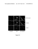 METHOD FOR REGULATING RETINAL ENDOTHELIAL CELL VIABILITY diagram and image