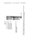 Immunoaffinity Isolation of Modified Peptides From Complex Mixtures diagram and image