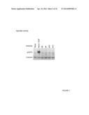Novel EGFR-Binding Molecules and Immunoconjugates Thereof diagram and image
