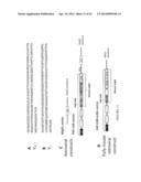 Compositions and Methods for Targeting Stromal Cells for the Treatment of     Cancer diagram and image