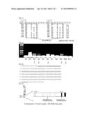 PRIMERS FOR DIAGNOSING ANKYLOSING SPONDYLITIS, AND METHOD FOR DIAGNOSING     ANKYLOSING SPONDYLITIS USING THE SAME diagram and image