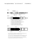 PRIMERS FOR DIAGNOSING ANKYLOSING SPONDYLITIS, AND METHOD FOR DIAGNOSING     ANKYLOSING SPONDYLITIS USING THE SAME diagram and image