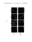 TDP-43-STORING CELL MODEL diagram and image